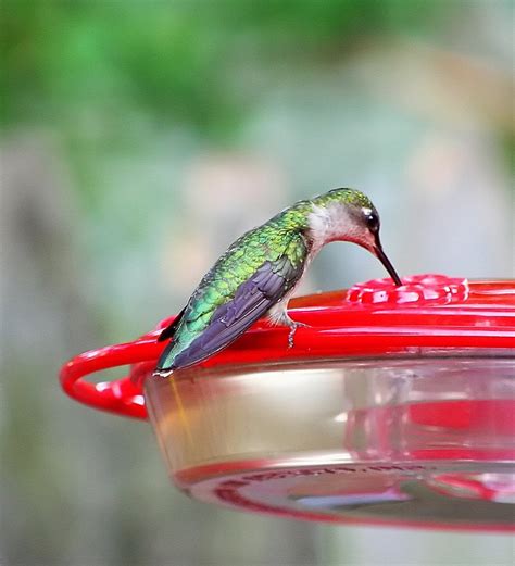 female ruby throated hummingbird stock photo freeimagescom