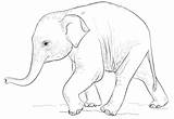 Elephant Coloring Baby Pages Drawing Cute Draw Elephants Printable Step Color Supercoloring Asian Sheet Tutorials Print African Drawings Ba Pretty sketch template