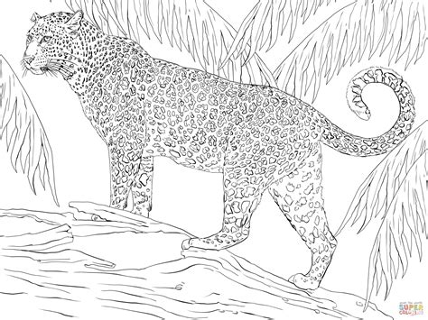 jaguar coloring page  printable coloring pages