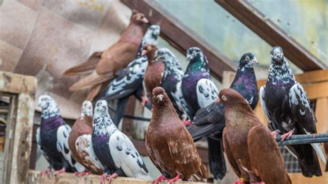 duiven als huisdier piet spijkert je duivenkennis bij rtl nieuws