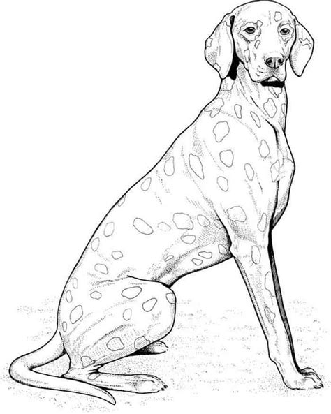 realistic dog coloring pages dog coloring page puppy coloring pages