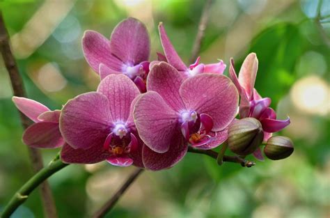 phalaenopsis orchidee foto bild pflanzen pilze flechten blueten