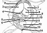 Dissection Labeled Biologycorner Biology sketch template