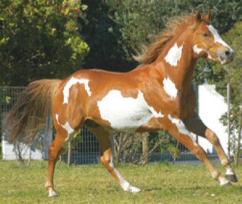 hd animals wallpapers pinto horse pictures
