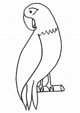 Parrot Papagal Colorat Desene Planse Papagaio Colorear Loros Pasari Papagalul Salbatice Animale Papagayo Papagali Parrots Desenho Fise Imaginea Cuvinte Cheie sketch template
