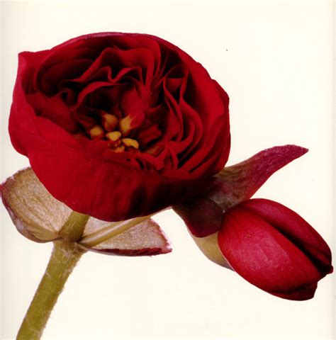 Flowers By Irving Penn The Gorgeous Daily With Images