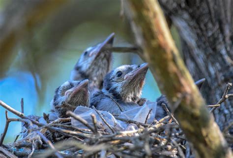 baby blue jays   nest smithsonian photo contest smithsonian magazine
