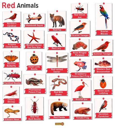 red animals facts list pictures