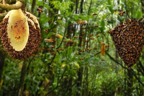 honey bees choose  nesting site science abc