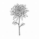 Chrysanthemum Vecteezy sketch template