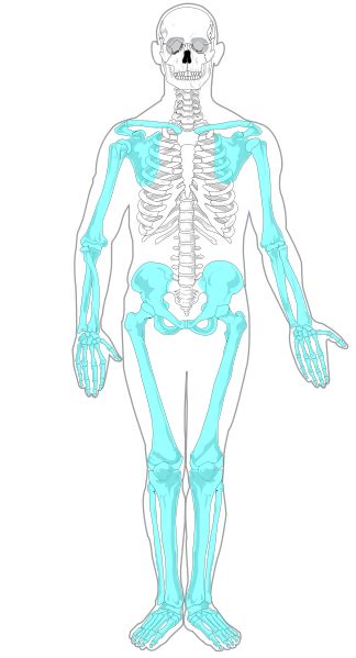 The Appendicular Skeleton Human Anatomy And Physiology