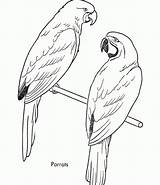 Coloring Pages Bird Kids Parrot Printable Sheet Birds Animal Galah Drawing Parrots Print Printables Budgie Online Realistic Simple Drawings Gif sketch template