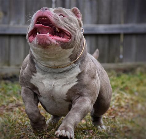 top images micro bully puppy  sale american bully breedings   pocket bully