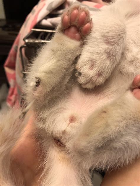 Can Someone Please Help Identify The Gender Of This Kitten