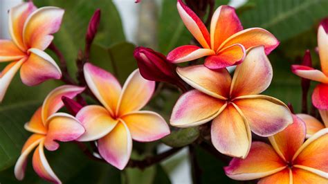 successfully care   grow  plumeria plant newz ai