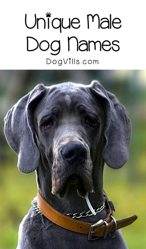 incredibly unique male dog names youll love dogvills