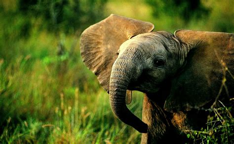 baby elephant wallpaper wallpapers gallery