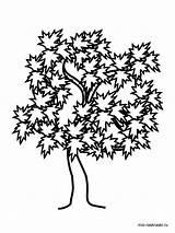 Maple Tree Coloring Pages Oak Trees Drawing Willow Printable Kids Color Leaves Simple Live Getdrawings Autumn Getcolorings Vase Recommended Clipartmag sketch template