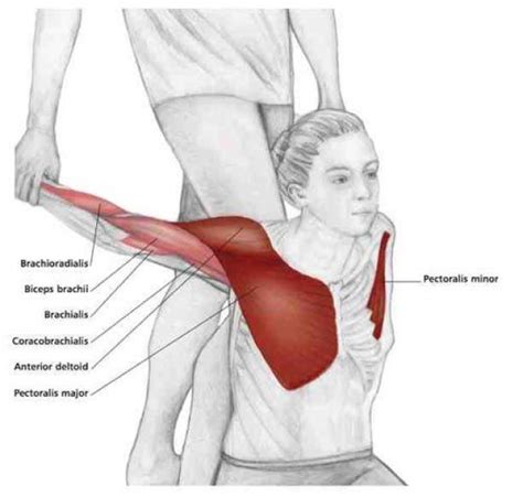 common shoulder stretching exercises