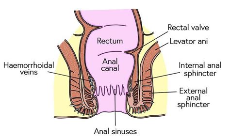 the structures involved in maintaining continence and