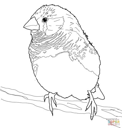 zebra finch coloring page  printable coloring pages