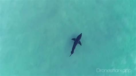 sold   built  shark spotting app drone shark