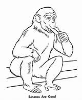 Coloring Zoo Pages Animal Monkey Eating Animals Monkeys Kids Bananas Honkingdonkey Print Sheet sketch template