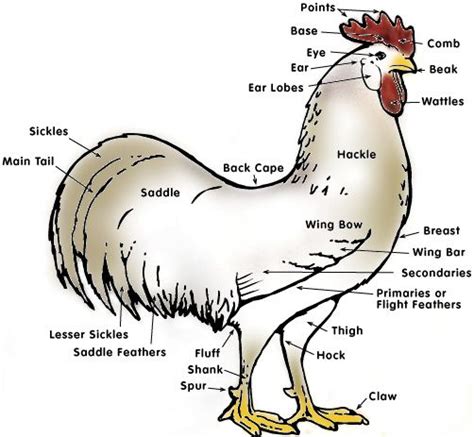 chicken anatomy chicken anatomy anatomy chicken facts