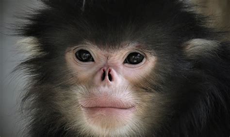 protected area raises hopes  critically endangered monkey