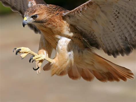 gauteng hawks shows  claws  challenge  sibiya ruling