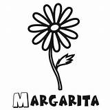 Margarita Nombres Ornamentales Margaritas Planta Ornamental Jardin Printablecolouringpages Guiainfantil sketch template