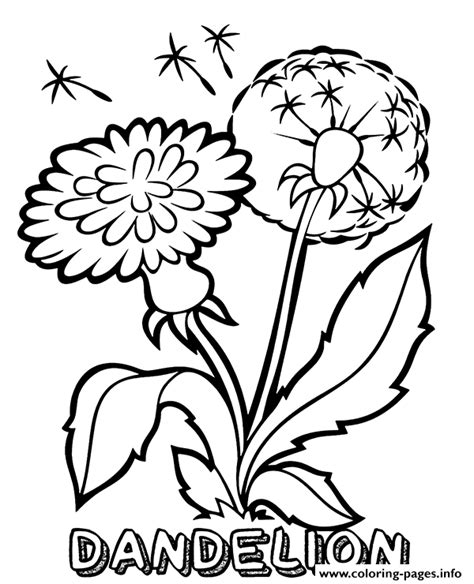 dandelion flower coloring page printable