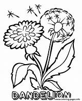 Dandelion Coloring Pages Flower Month Printable Military Child Flowers Kids Print April Colouring Sheets Colour Campaign Topcoloringpages Worksheet sketch template