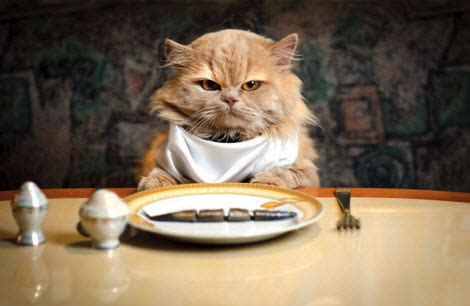 people food    cats  bet  long    occasional