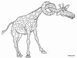 Girafe Colorat Coloriages Animals Gatul Pitara Planse Animale Sfatulmamicilor sketch template