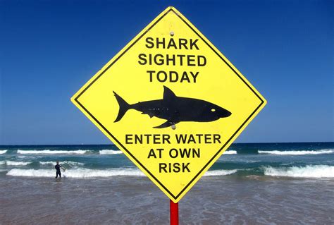 diver killed  shark   fatal attack   week  australia cbs news