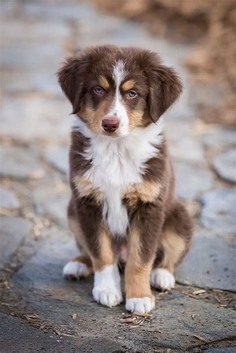 complete mini australian shepherd guide   read facts perfect dog breeds