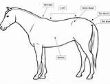 Body Horse Drawing Horses Condition Scores Getdrawings Anatomy sketch template