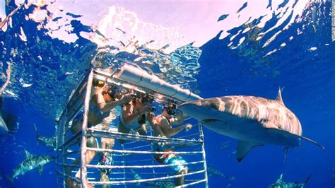 swimming with sharks where to go