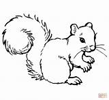 Squirrel Coloring Pages Grey Printable Color sketch template