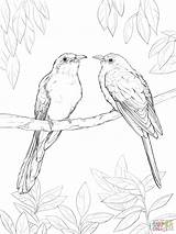 Cuckoo Supercoloring Billed sketch template
