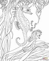 Coloring Seahorse Seahorses sketch template