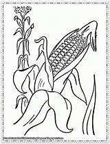 Corn Coloring Pages Printable Kids Stalks Color Flour Thanksgiving Drawing Cob Stalk Clipart Getdrawings Popular Cartoon Fruit Getcolorings Library Coloringhome sketch template