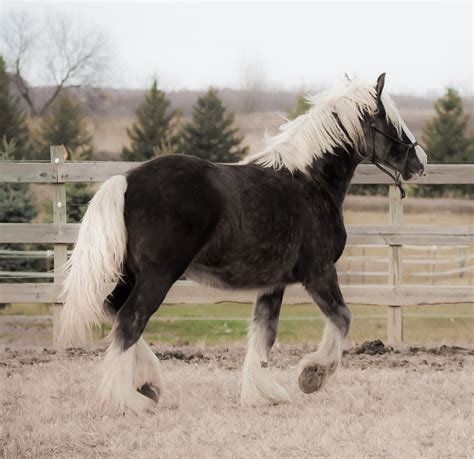 pin  horses