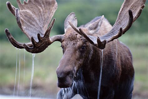 nh wildlife officials kick  brake  moose campaign