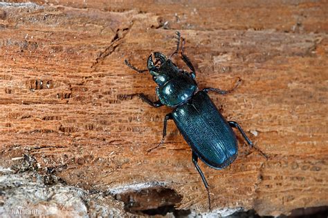 blue stag beetle  blue stag beetle images nature wildlife pictures naturephoto