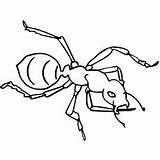 Ants Coloring Pages Color Facts Ant Toddler Based Theme Will sketch template