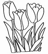 Coloring Tulip Pages Printable Kids sketch template