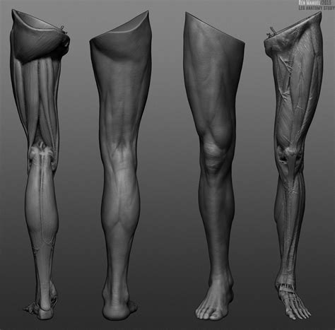 ren manuel  art leg anatomy study wip
