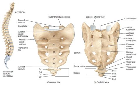 sacrum bone anatomy bone  spine